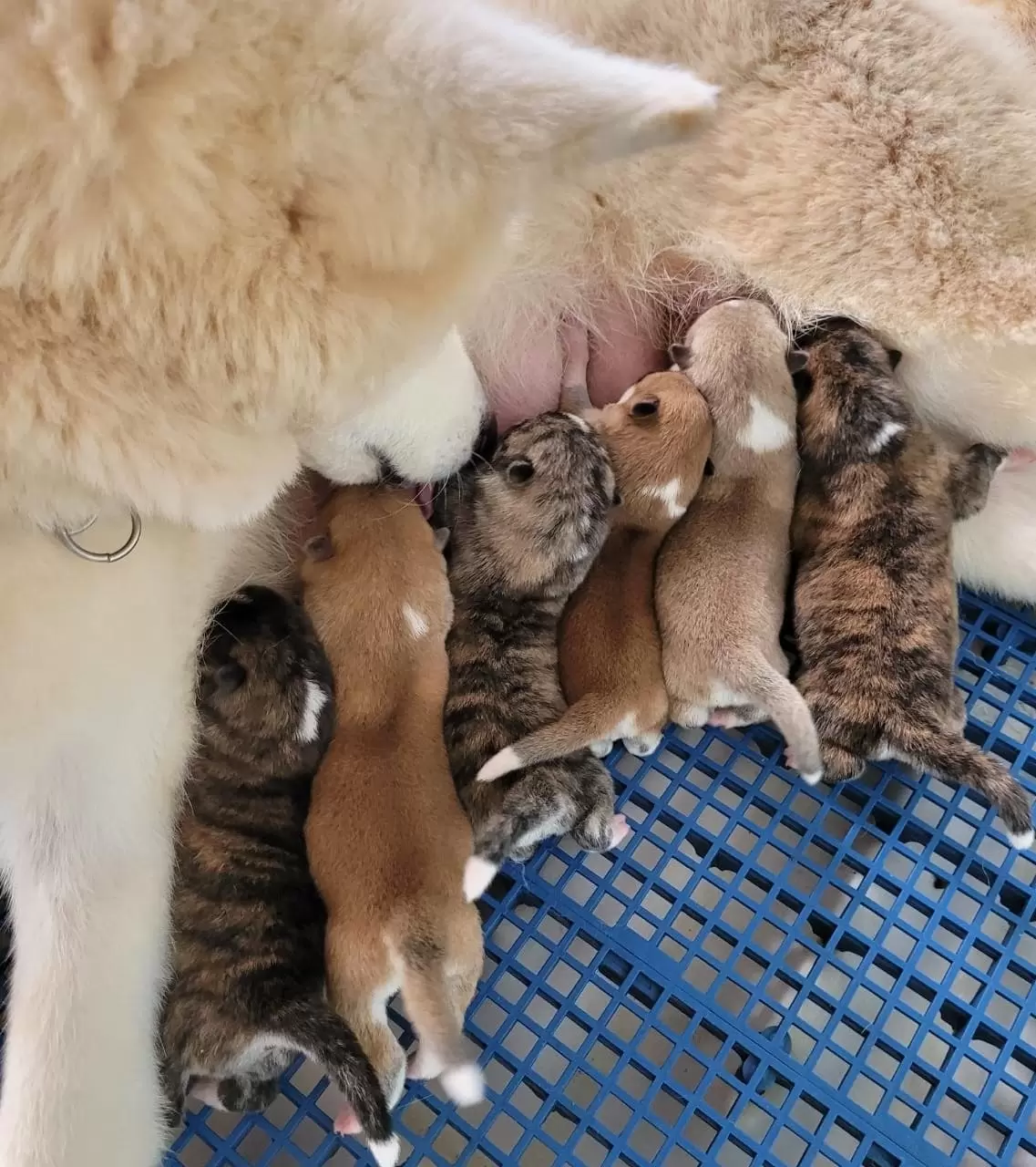  Mamãe só acompanhando.