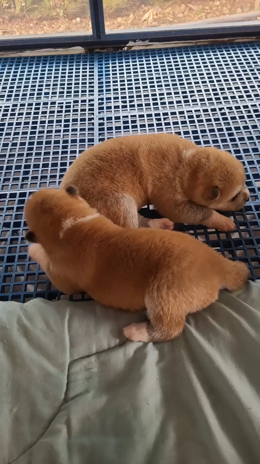  Os ursinhos vermelhos mais lindos!!!