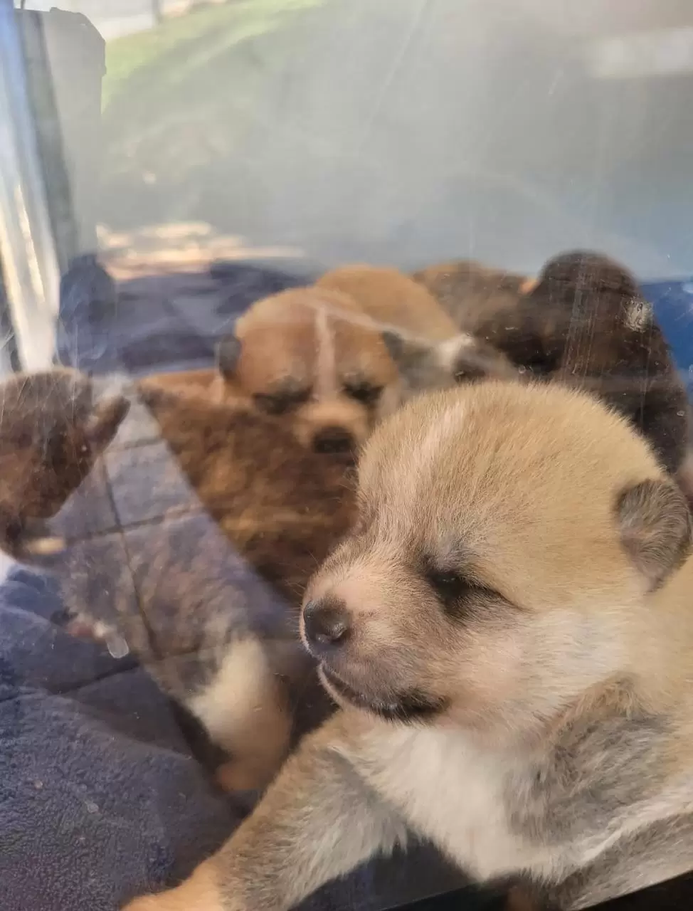  A delicadeza do filhote akita inu! (parte1)