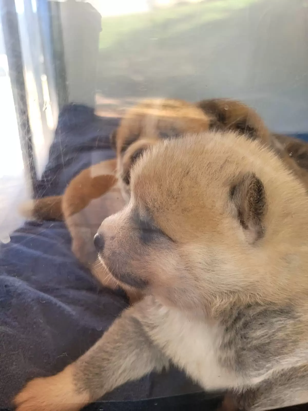   A delicadeza do filhote akita inu! (parte2)