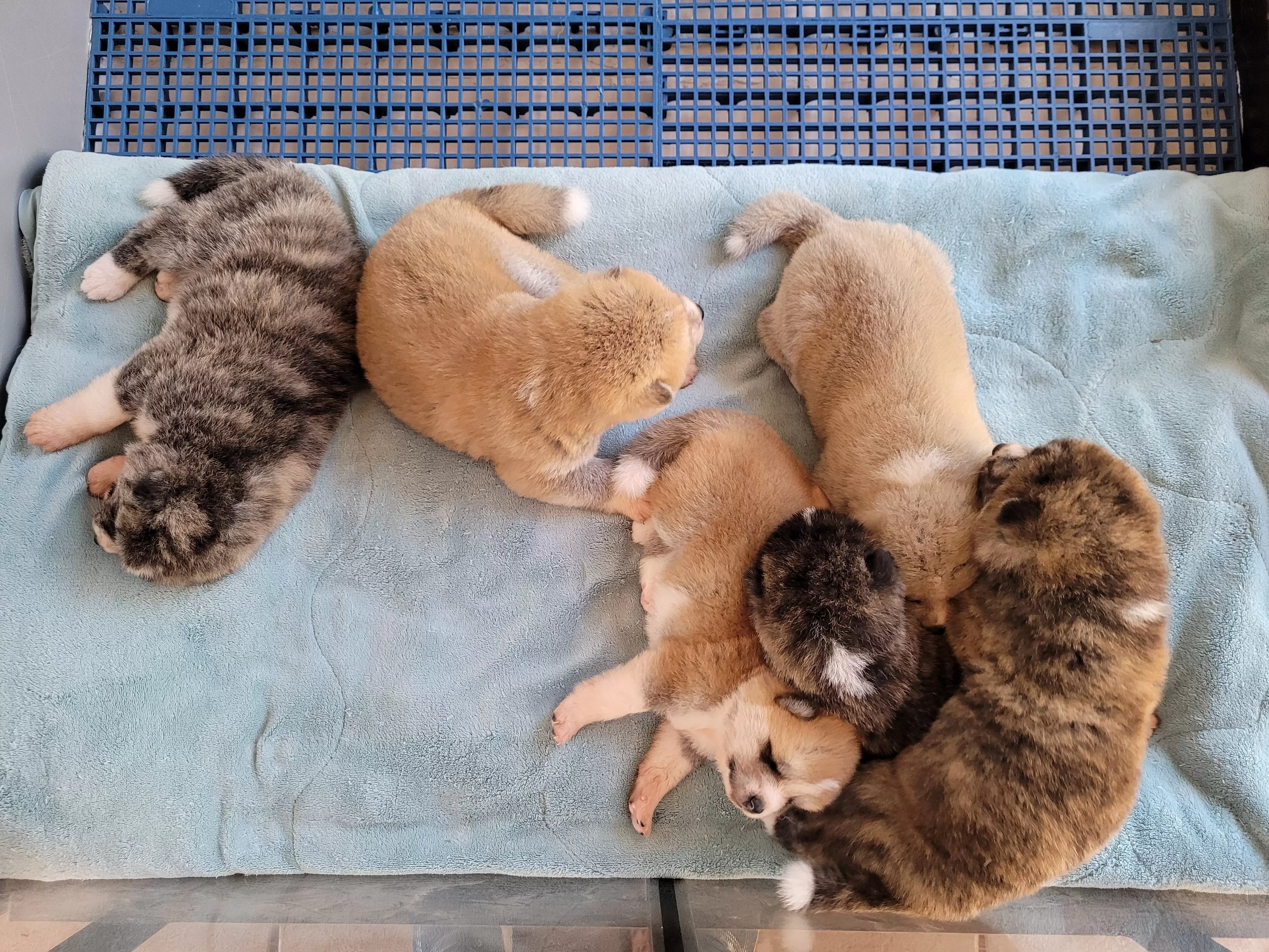  Depois do mamá......barriguinha cheia......aquele soninho!